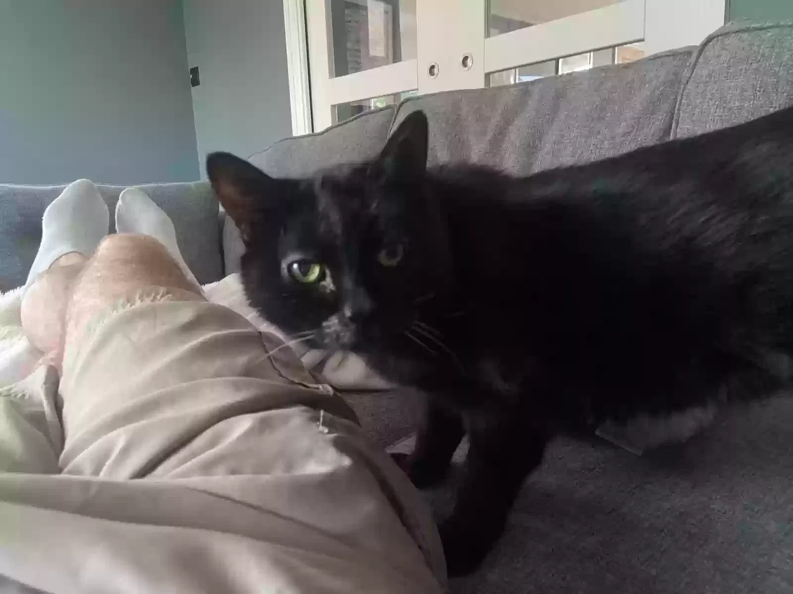 Tinkerbel, Unknown Cat for adoption in London, England