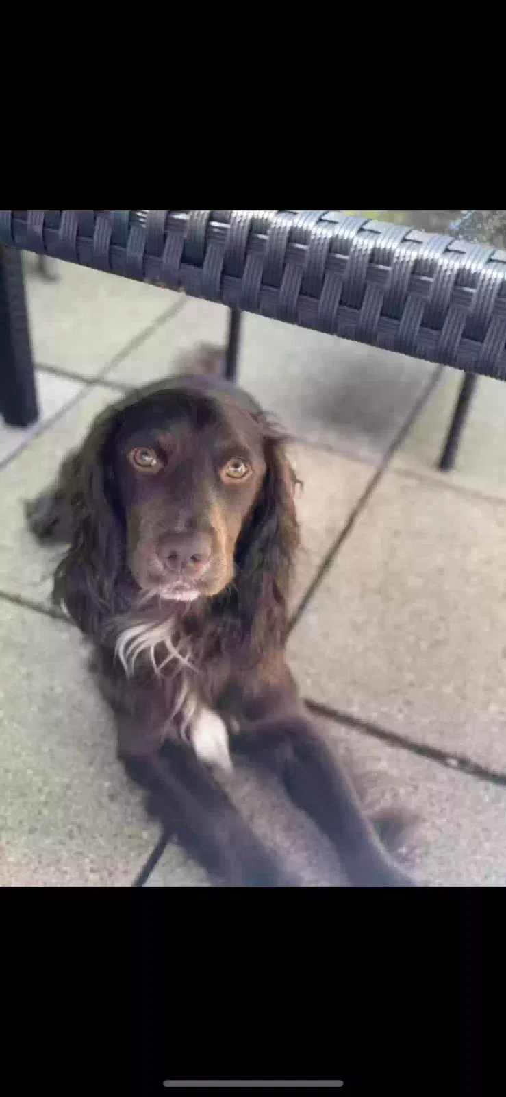 Rocky, WCS Working Cocker Soaniel Dog for adoption in London, England