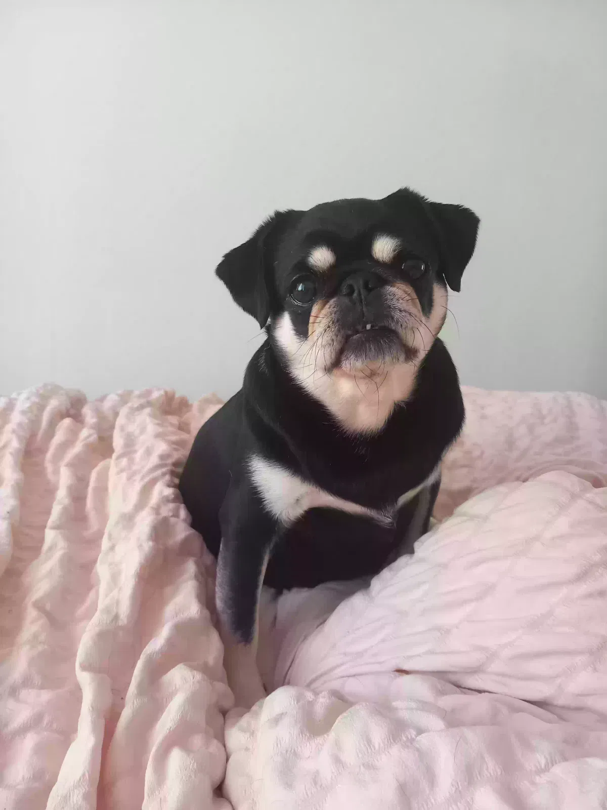 Kiki, Pug Dog for adoption in Glasgow, Scotland