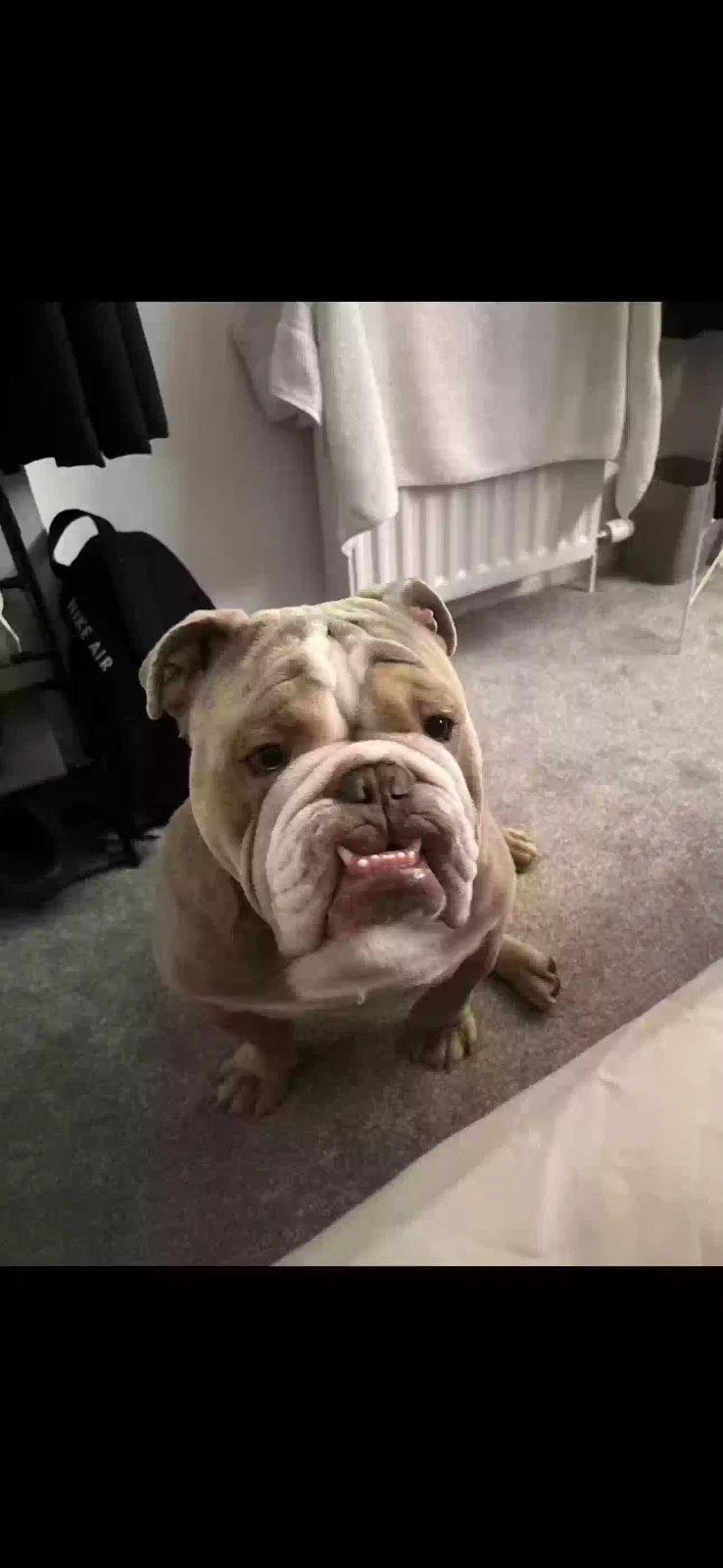 Pablo, Bulldog Dog for adoption in Glasgow, Scotland