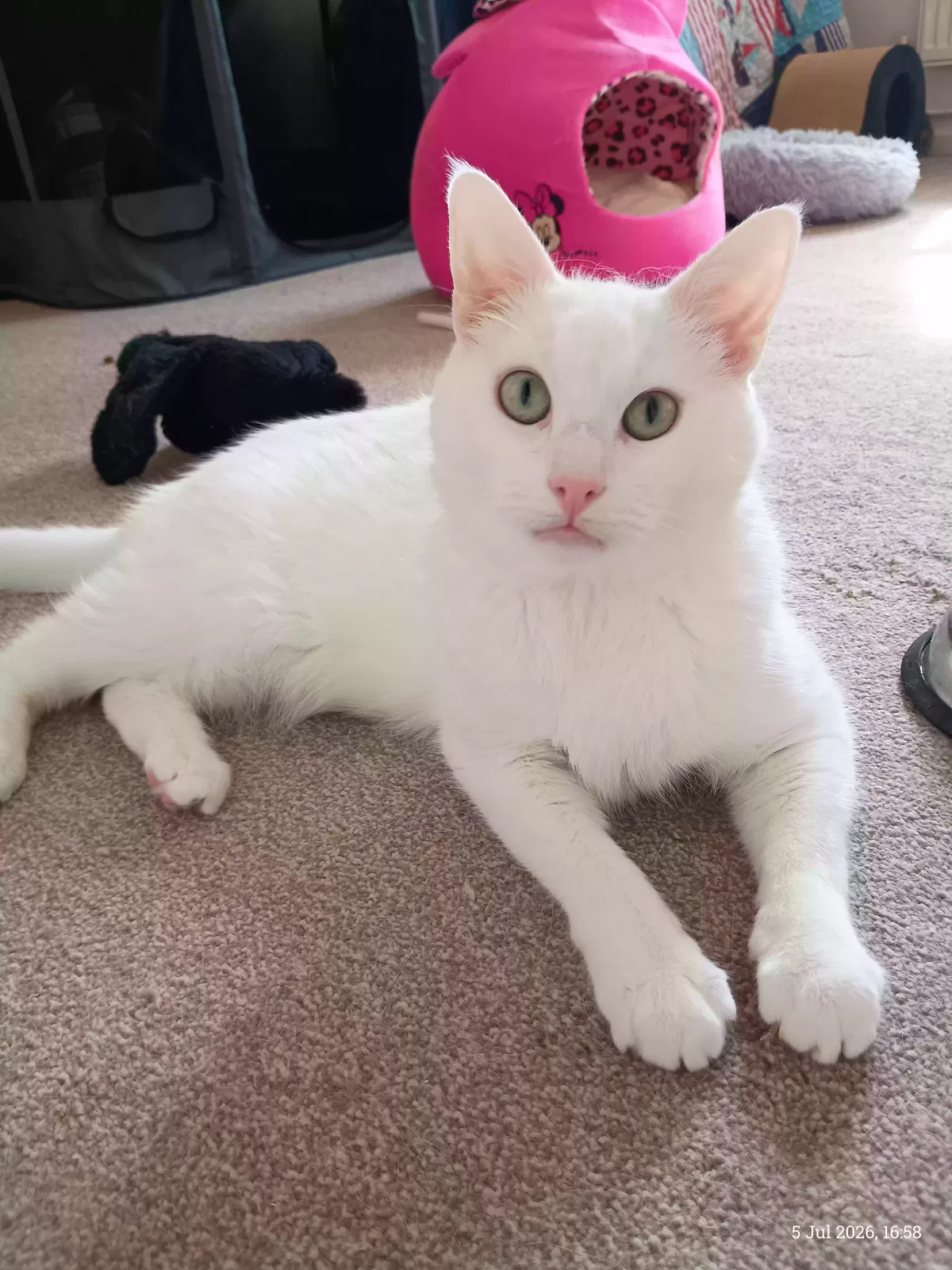 Bluu, Unknown Cat for adoption in Portsmouth, England