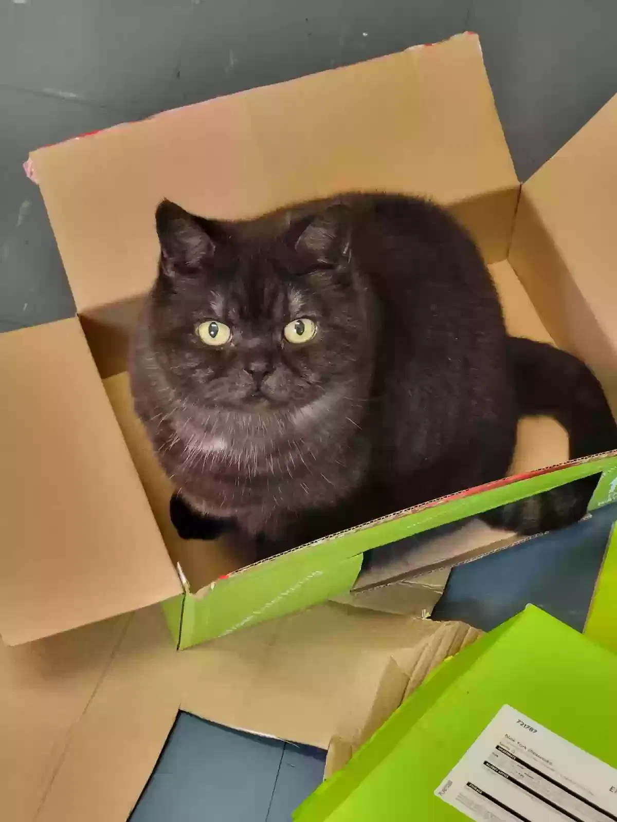 Pandora, British Shorthair Cat for adoption in Winchester, England
