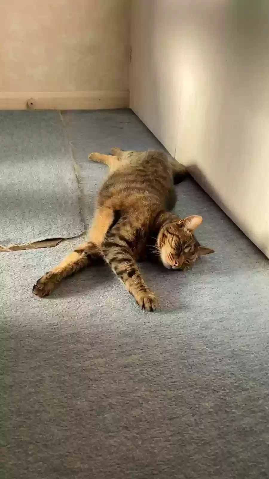Claude, Unknown Cat for adoption in Winchester, England