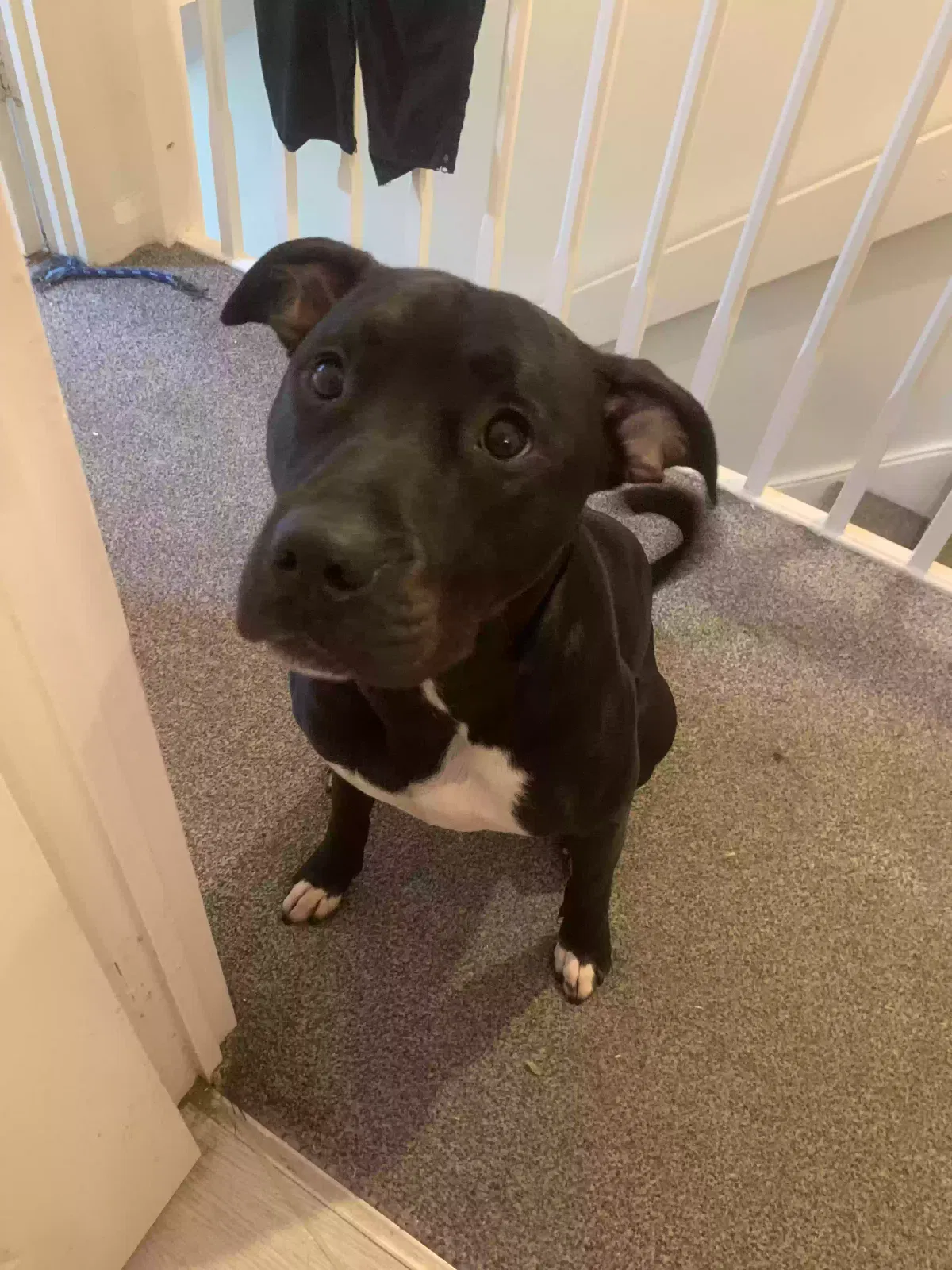 Dexter, Staffordshire terrier cross Dog for adoption in Derby, England