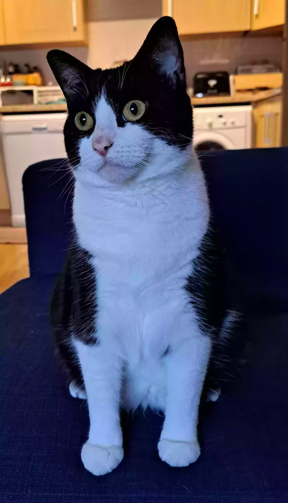 Cat, Domestic shorthair Cat for adoption in London, England