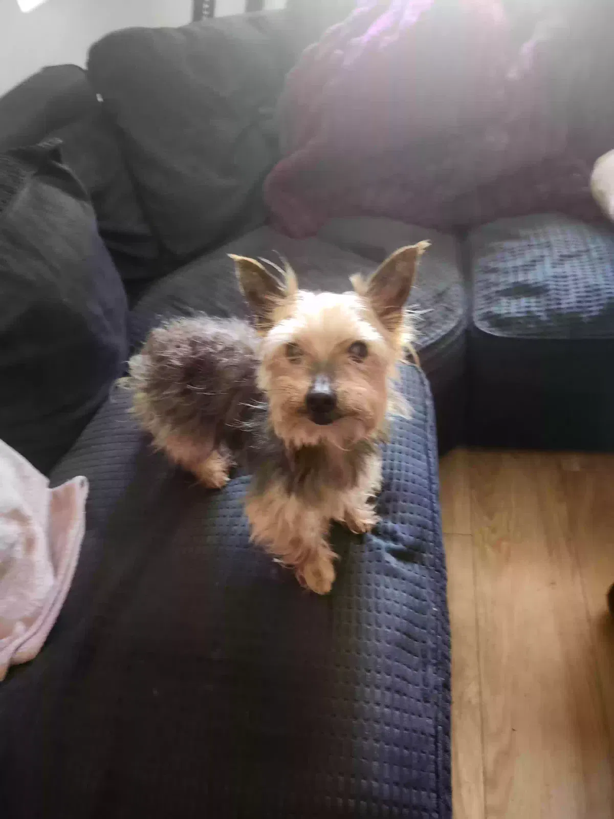 Ben, Yorkshire terrier Dog for adoption in Preston, England