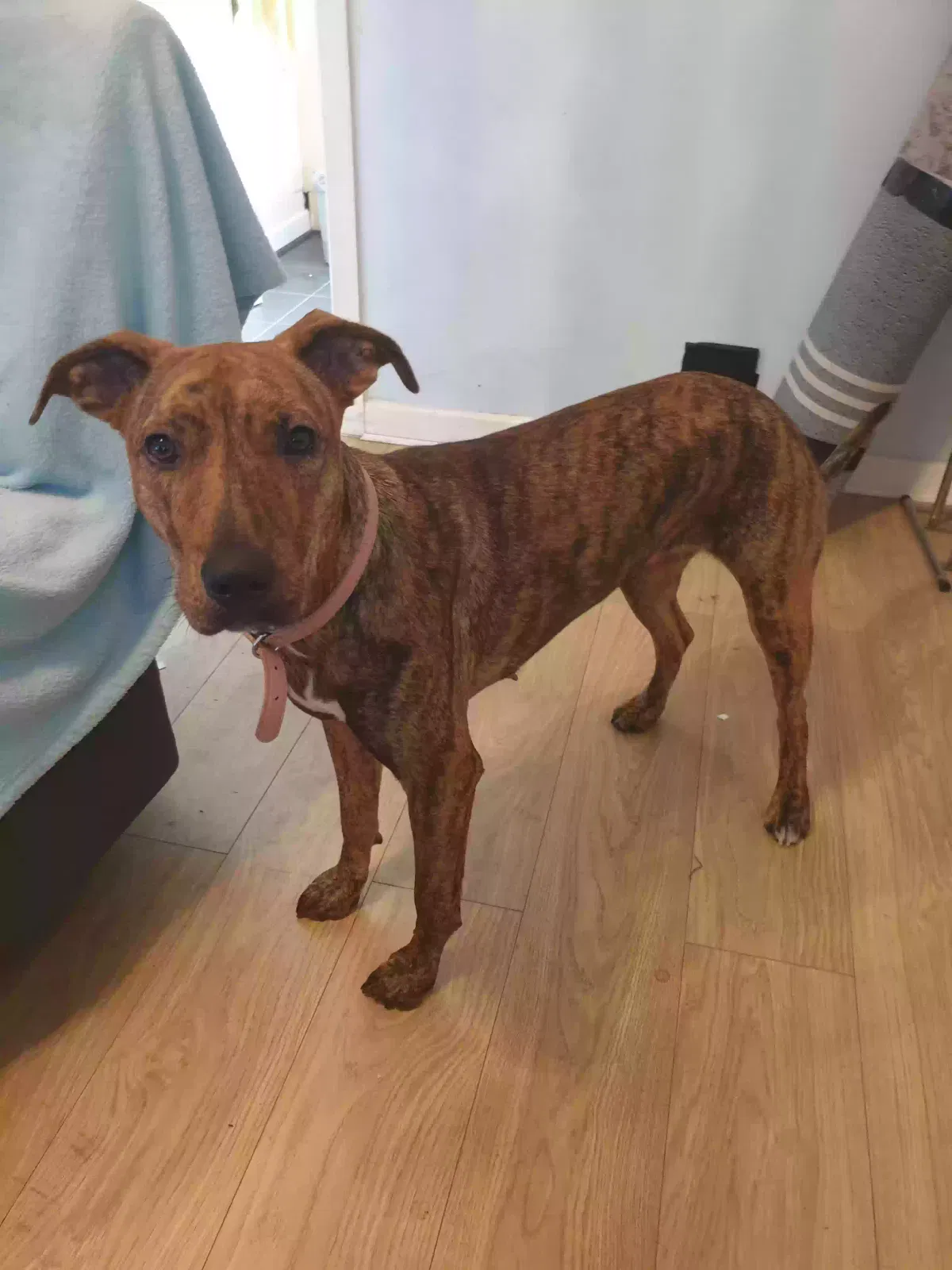 Cindy, Huntaway Dog for adoption in Lancashire, England