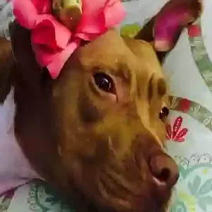Layla, Pit bull Dog for adoption in Lancaster, England