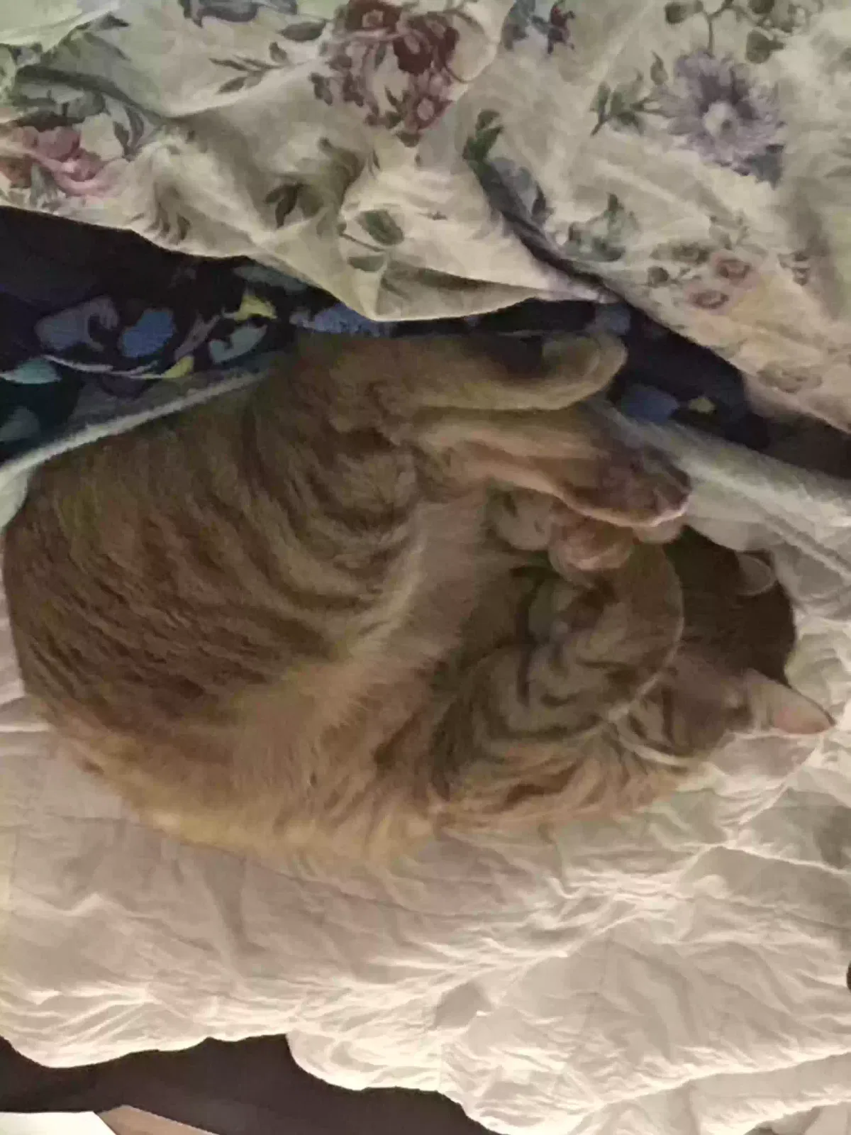 Treasure, Unknown Cat for adoption in Wolverhampton, England