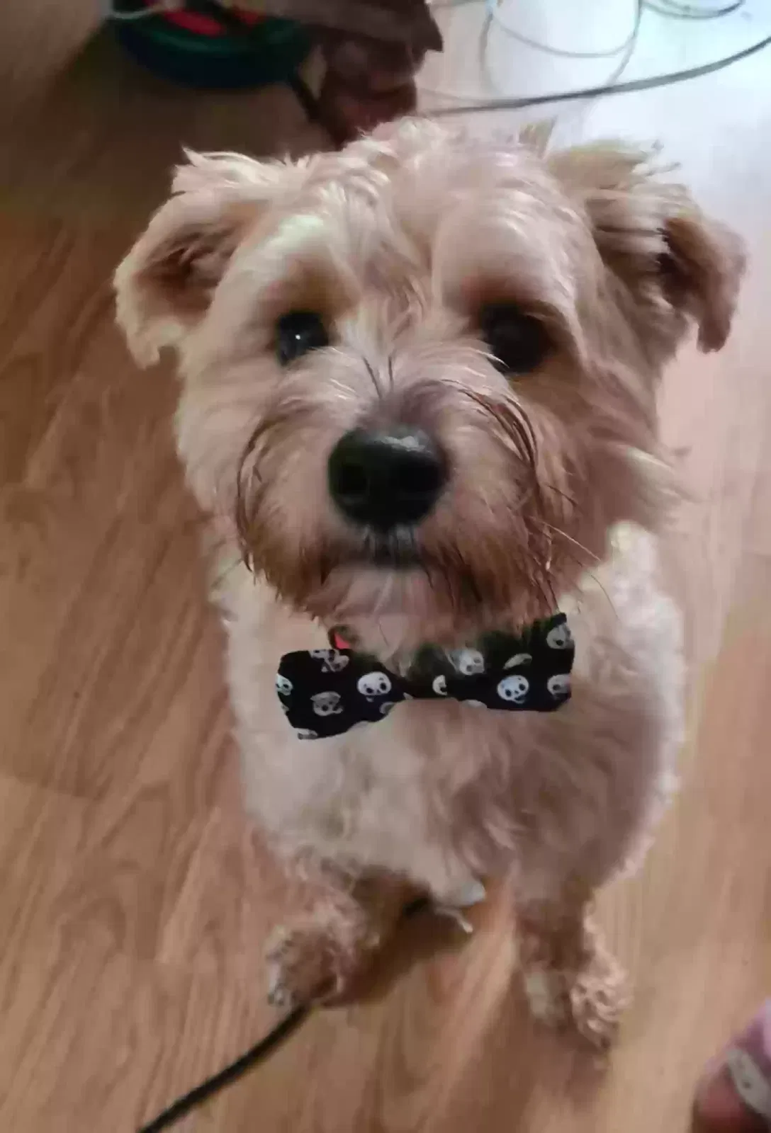 Teddy, Terrier mix Dog for adoption in St Albans, England