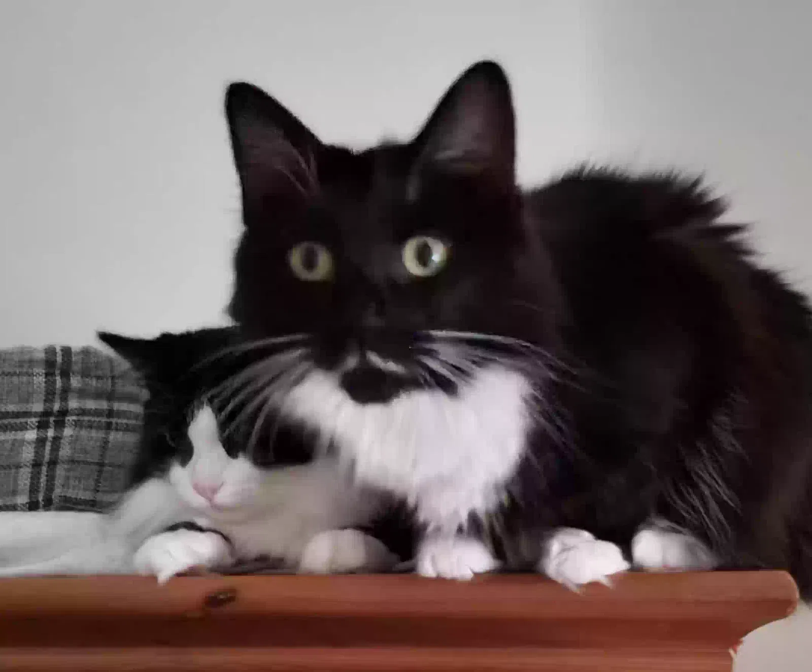 Blink and masrmellow, Black and wait Cat for adoption in Newcastle Upon Tyne, England