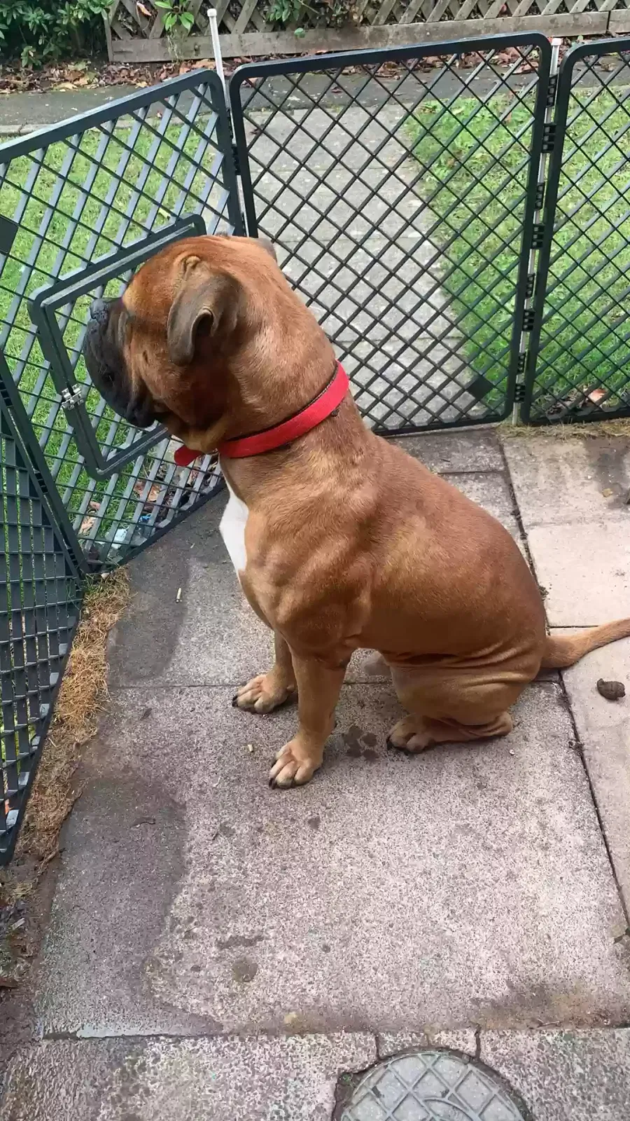 Rossco, Bullmastiff Dog for adoption in Worcester, England