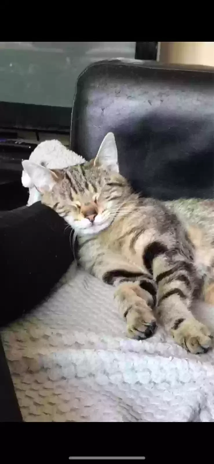 Luna, Unknown Cat for adoption in Preston, England