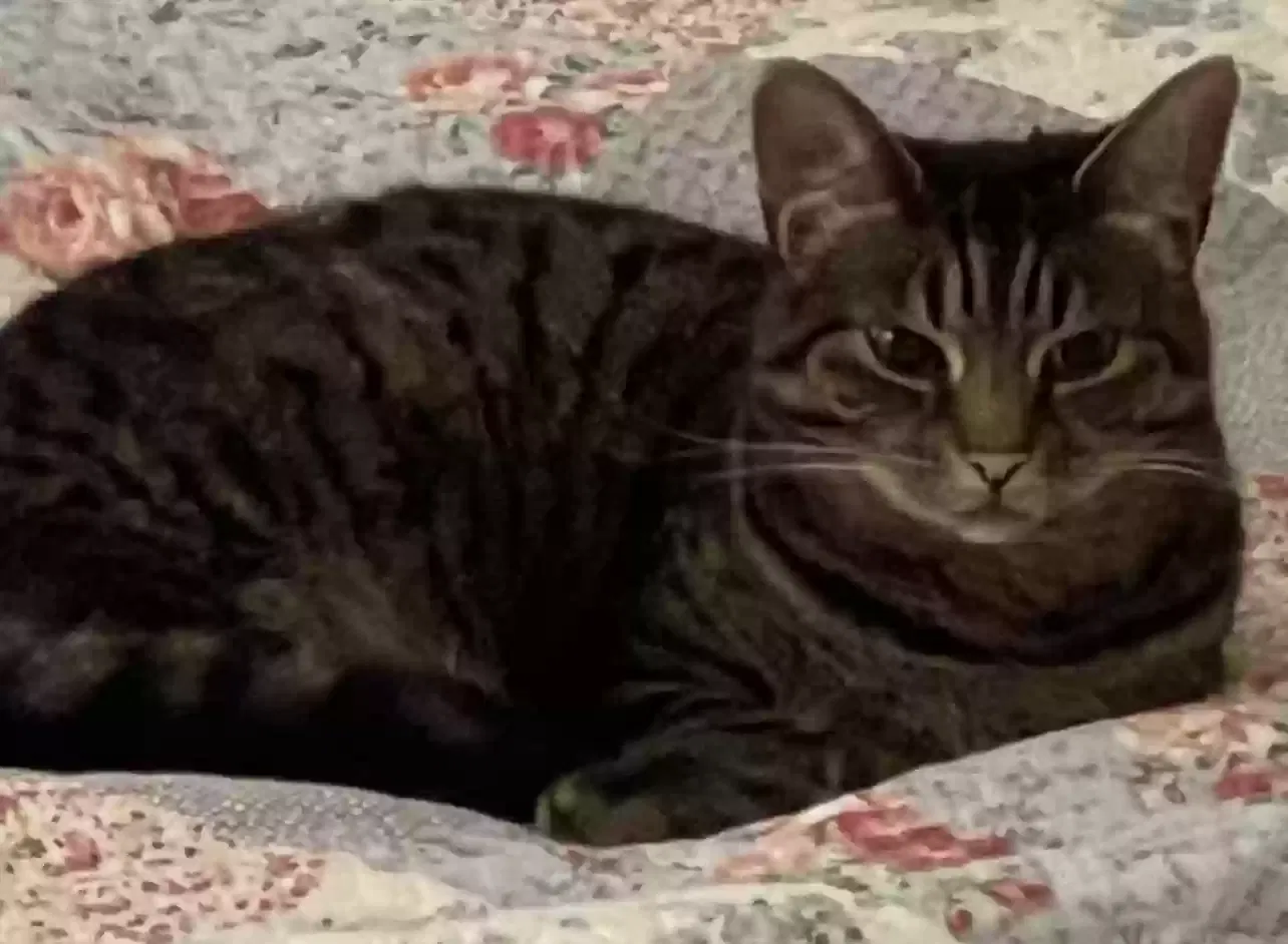 Roxy, Unknown Cat for adoption in London, England