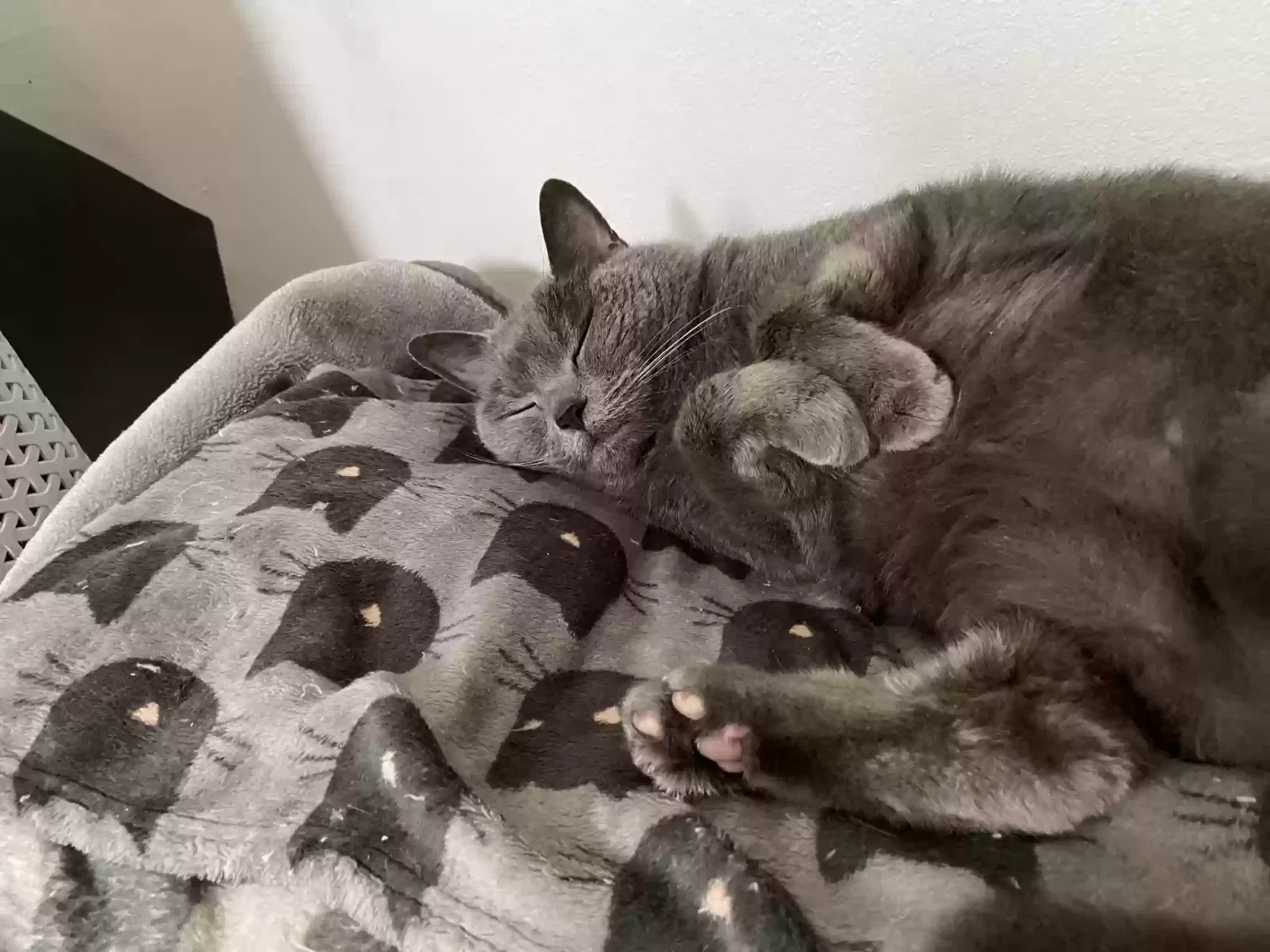 Sheba, Quarter Persian Cat for adoption in London, England