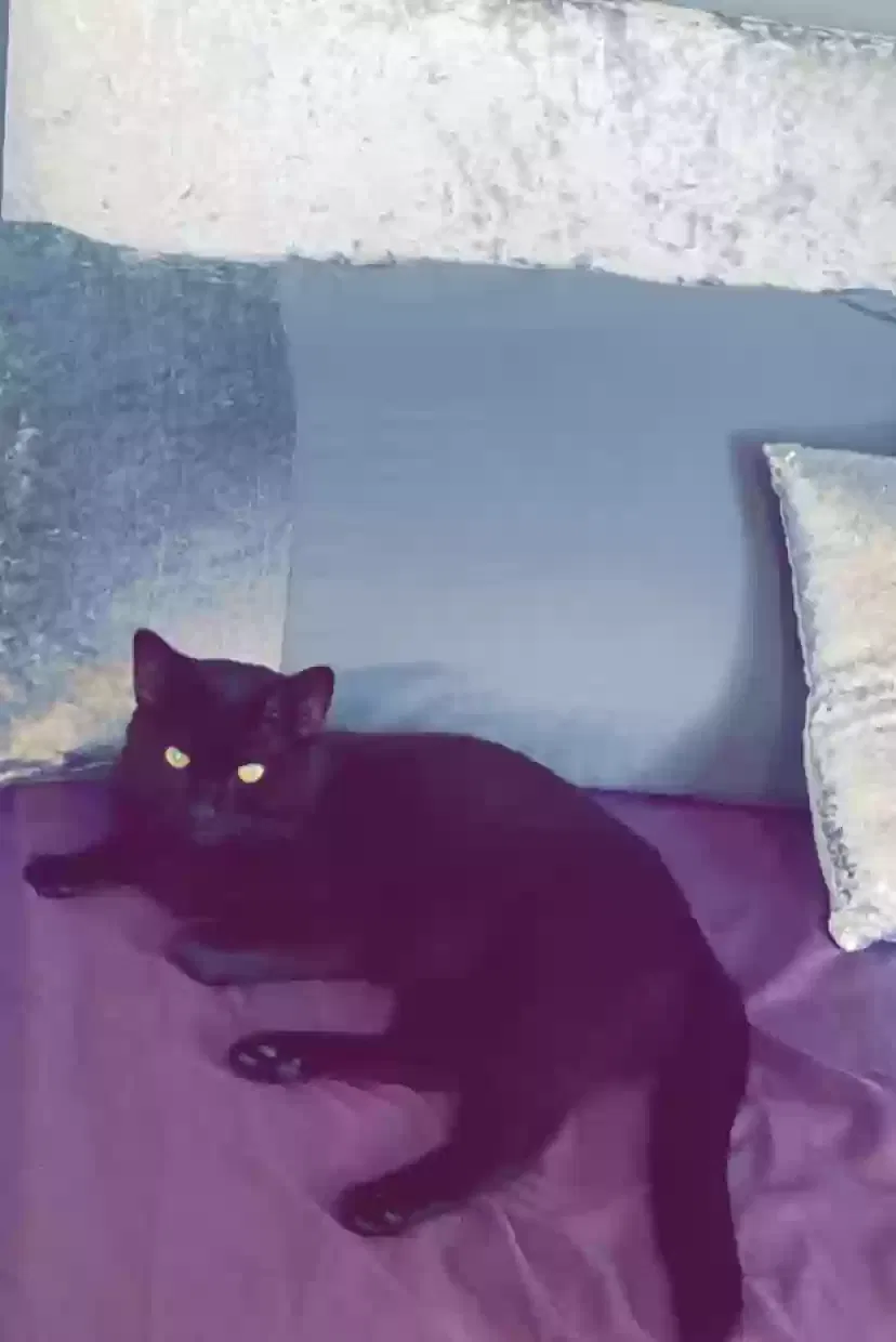 Teddy, Unknown Cat for adoption in Durham, England