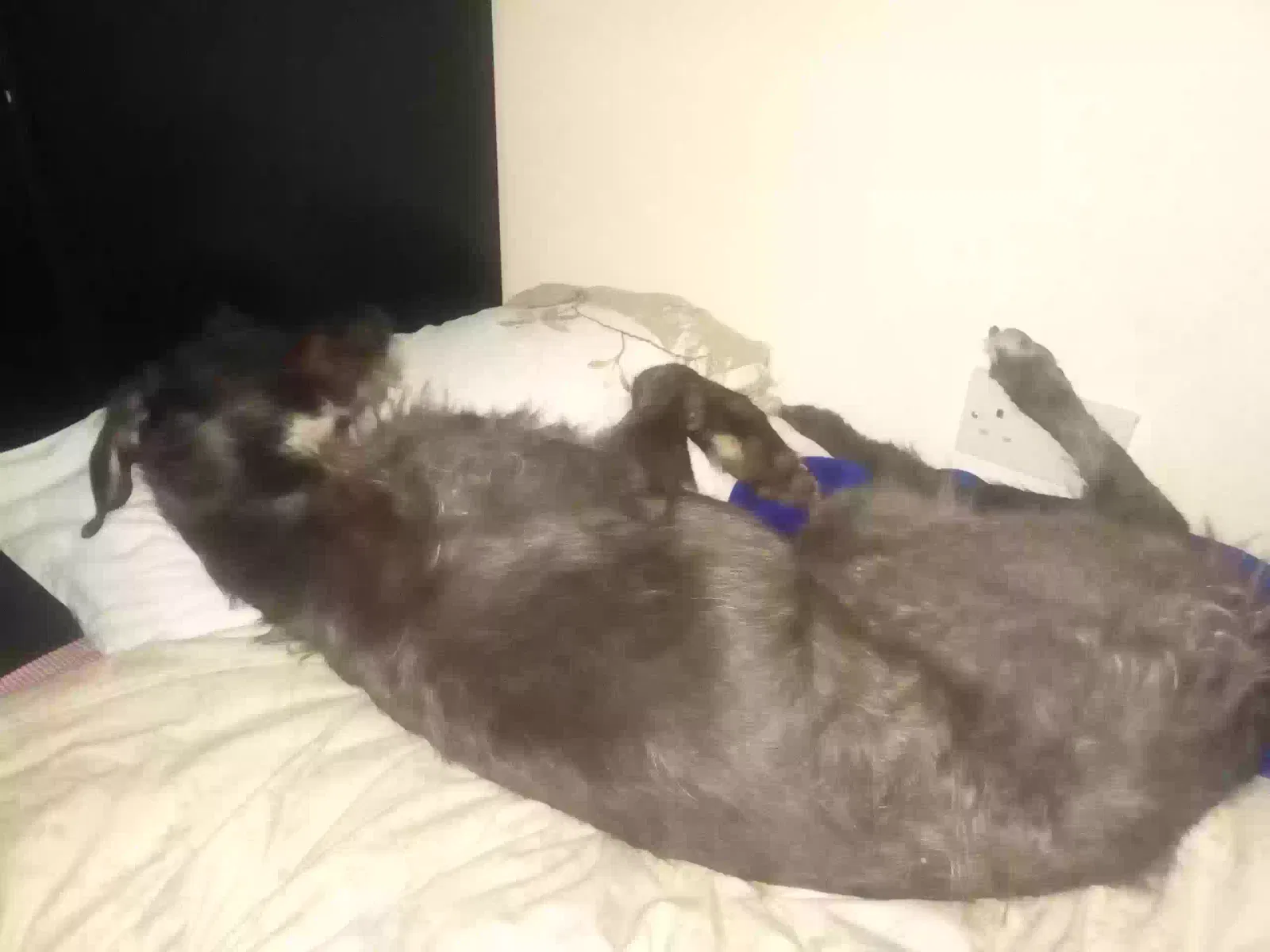 Sirius, Lurcher Dog for adoption in Birmingham, England