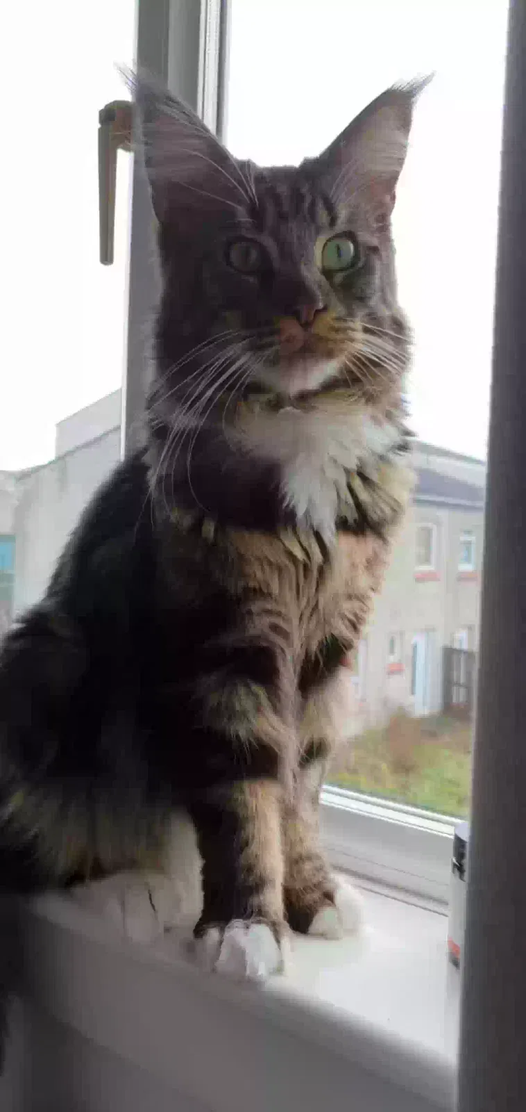 Gizmo, Maine coon Cat for adoption in Stirling, Scotland