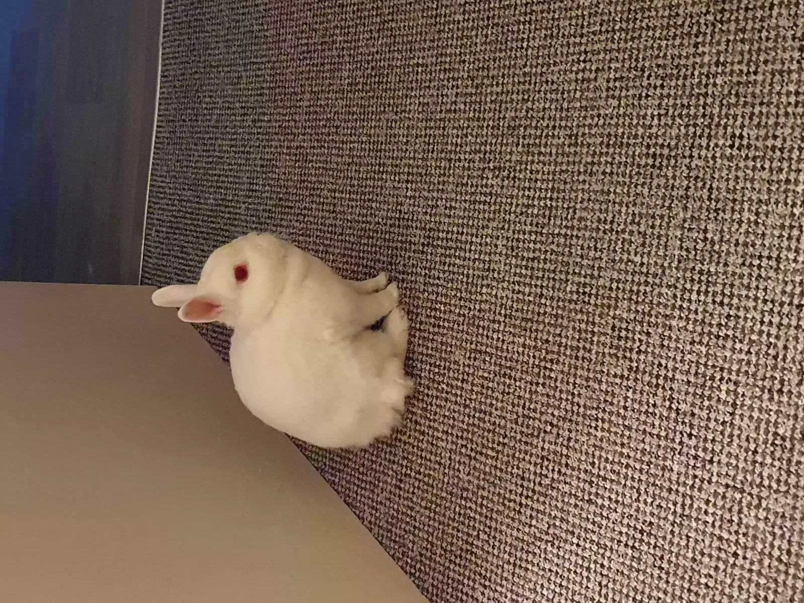 Elsa, Netherland dwarf Pet for adoption in Nottingham, England