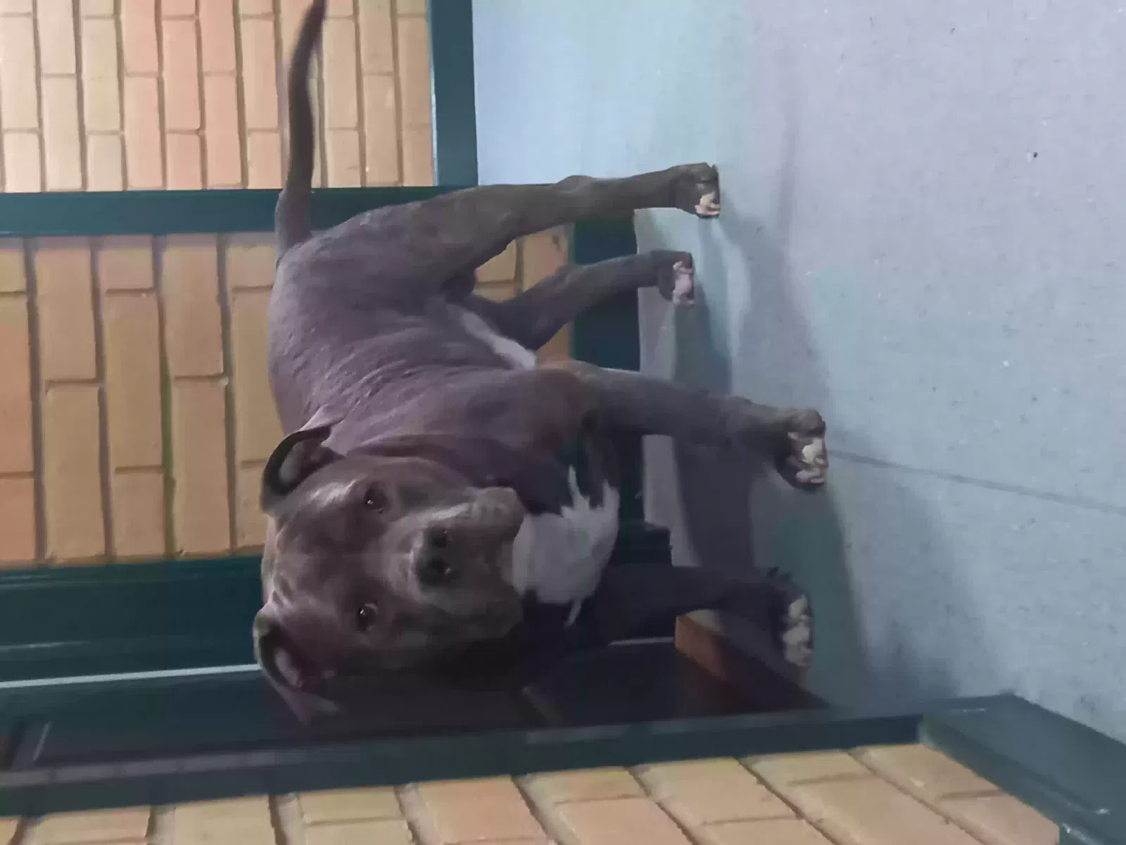 Tank, American bully standard Dog for adoption in Cardiff, Wales