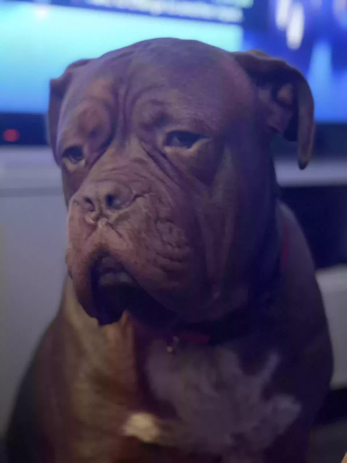 Jax, Doug Bordo Dog for adoption in Canterbury, England