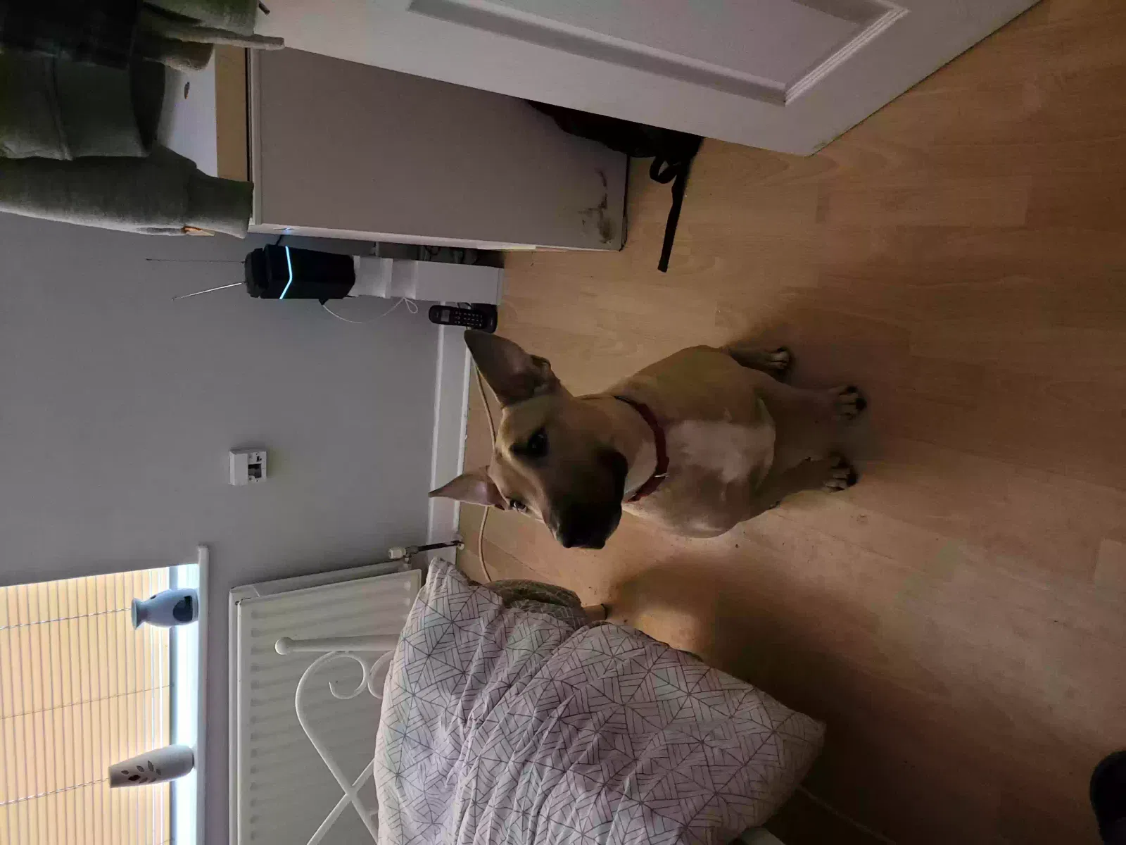 Kenny, EBT X Dog for adoption in London, England