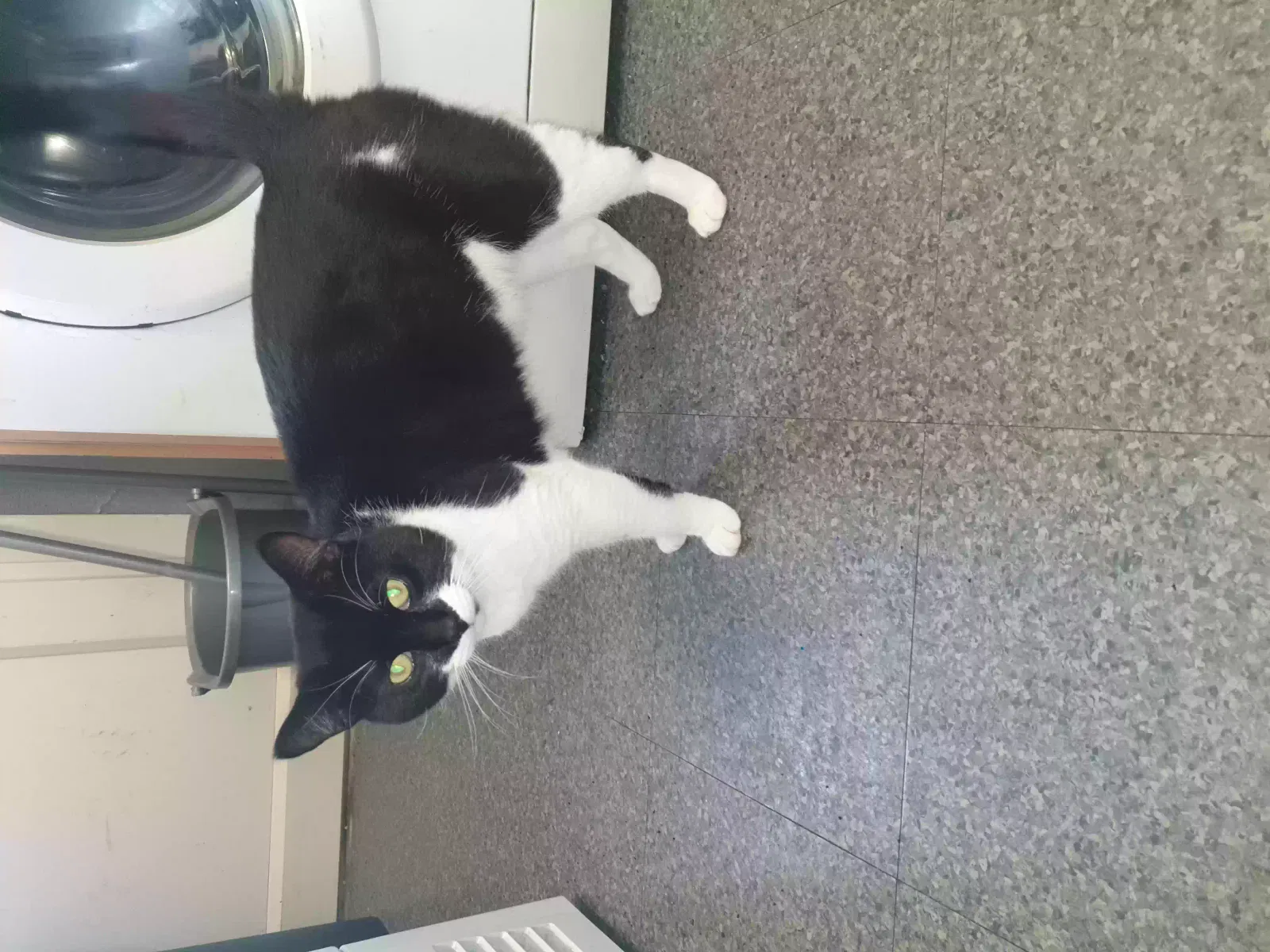 Patch, Unknown Cat for adoption in Manchester, England