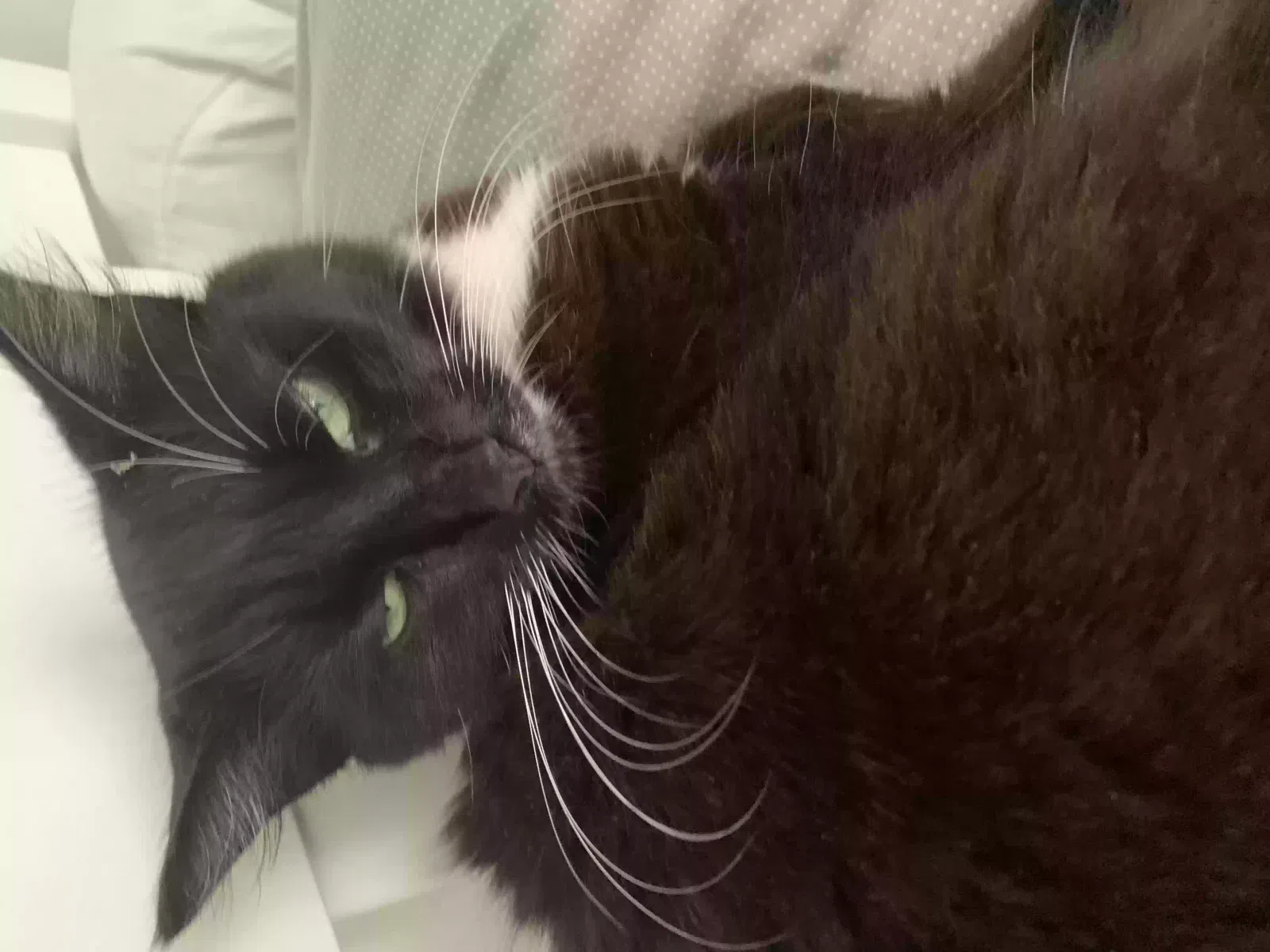 Sophie, Domestic Cat for adoption in London, England