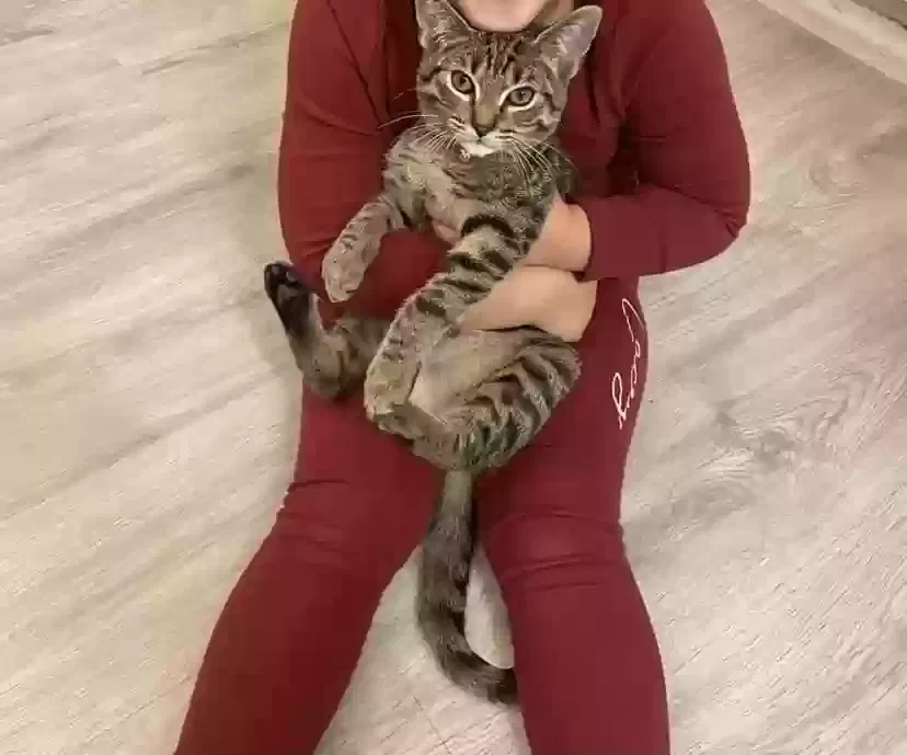 Simba, Tabby Cat for adoption in Canterbury, England