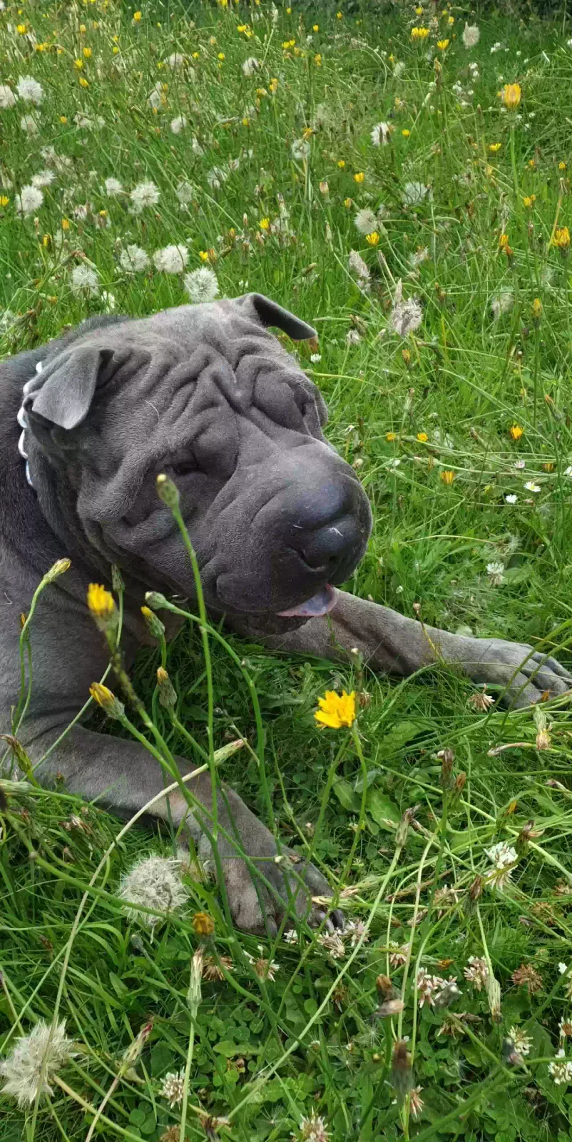 Blue, Shar pei Dog for adoption in Birmingham, England