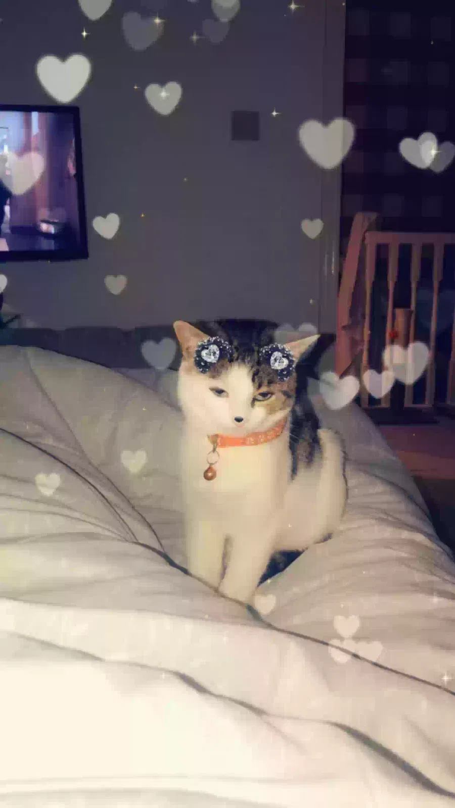 milo, Unknown Cat for adoption in Cardiff, Wales