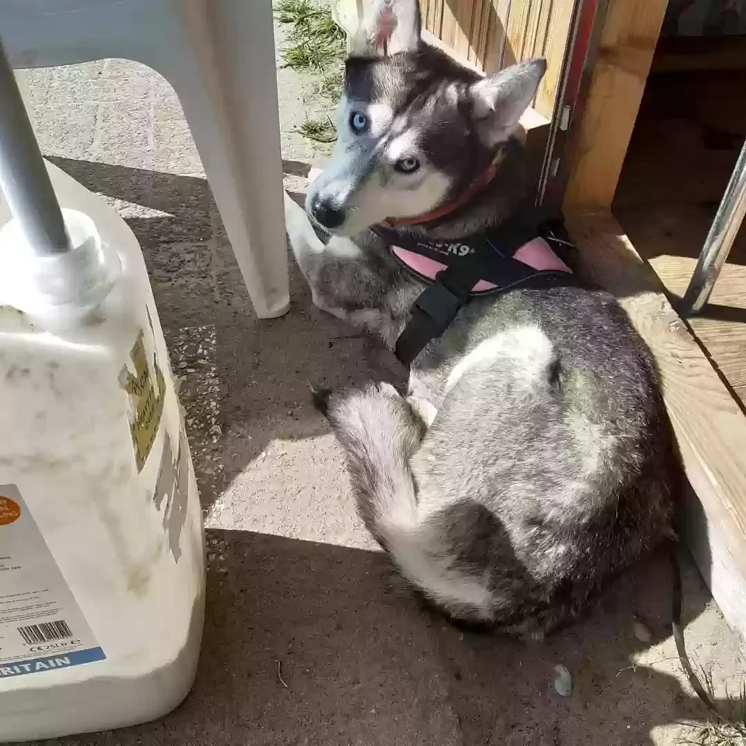 Ysera, Husky Dog for adoption in Norwich, England
