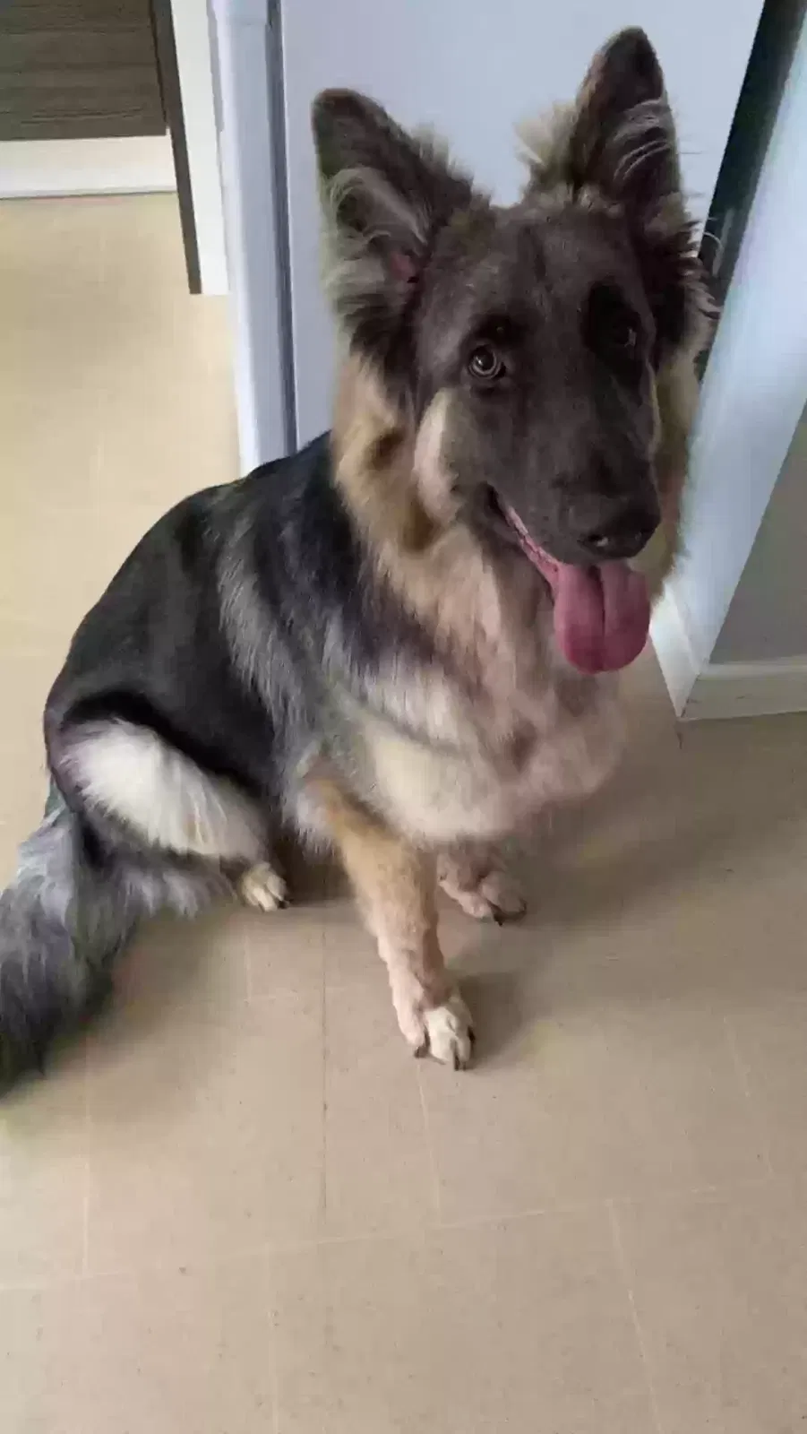 Kyzer, German shepherd Dog for adoption in Nottingham, England