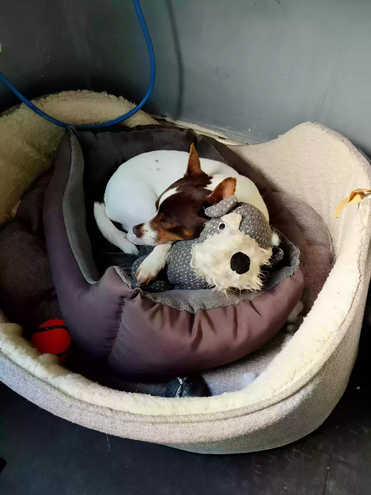 Bear, Jack Russell Dog for adoption in St Davids, Wales