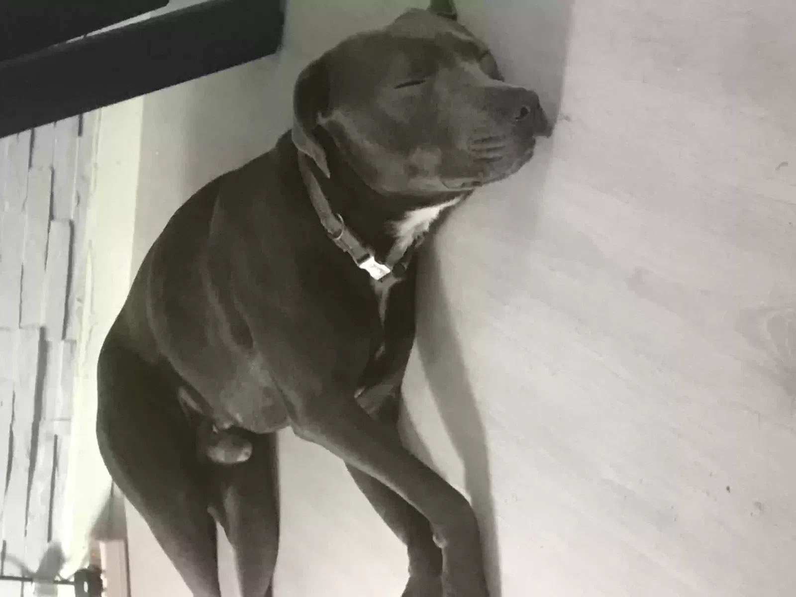 Koba, Staffordshire bull terrier cross Dog for adoption in Wolverhampton, England