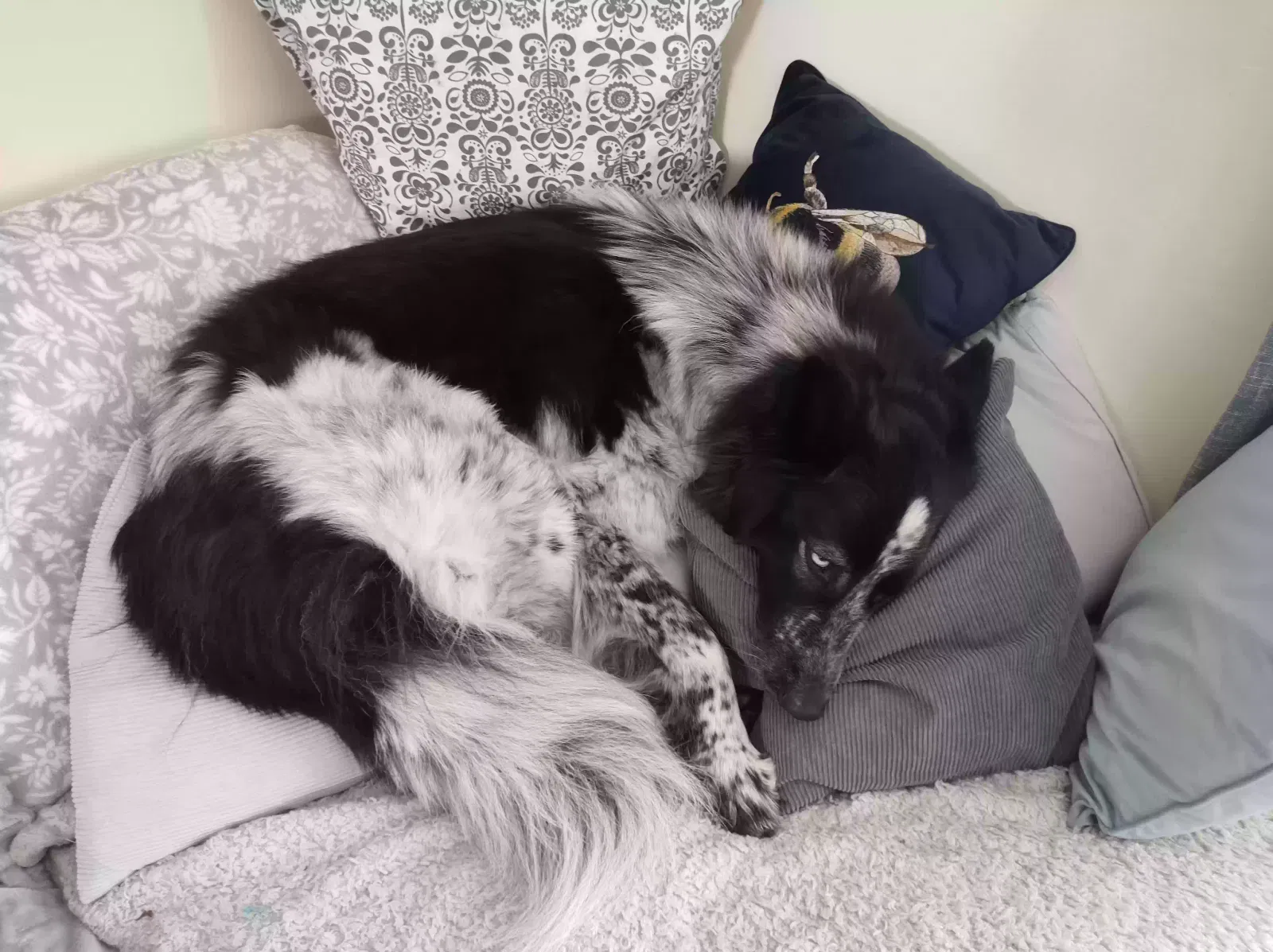 Finley, Husky Shepherd Cross Dog for adoption in Peterborough, England