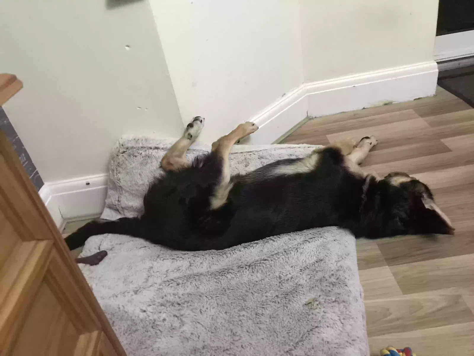 Rocky, German shepherds Dog for adoption in Southampton, England