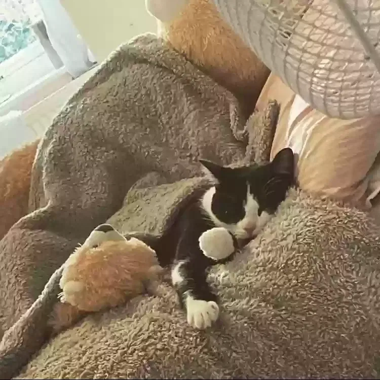 Arya, Tuxedo Cat for adoption in Bradford, England