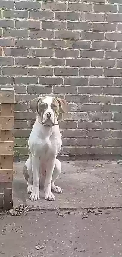 Skylar, American bulldog Dog for adoption in London, England