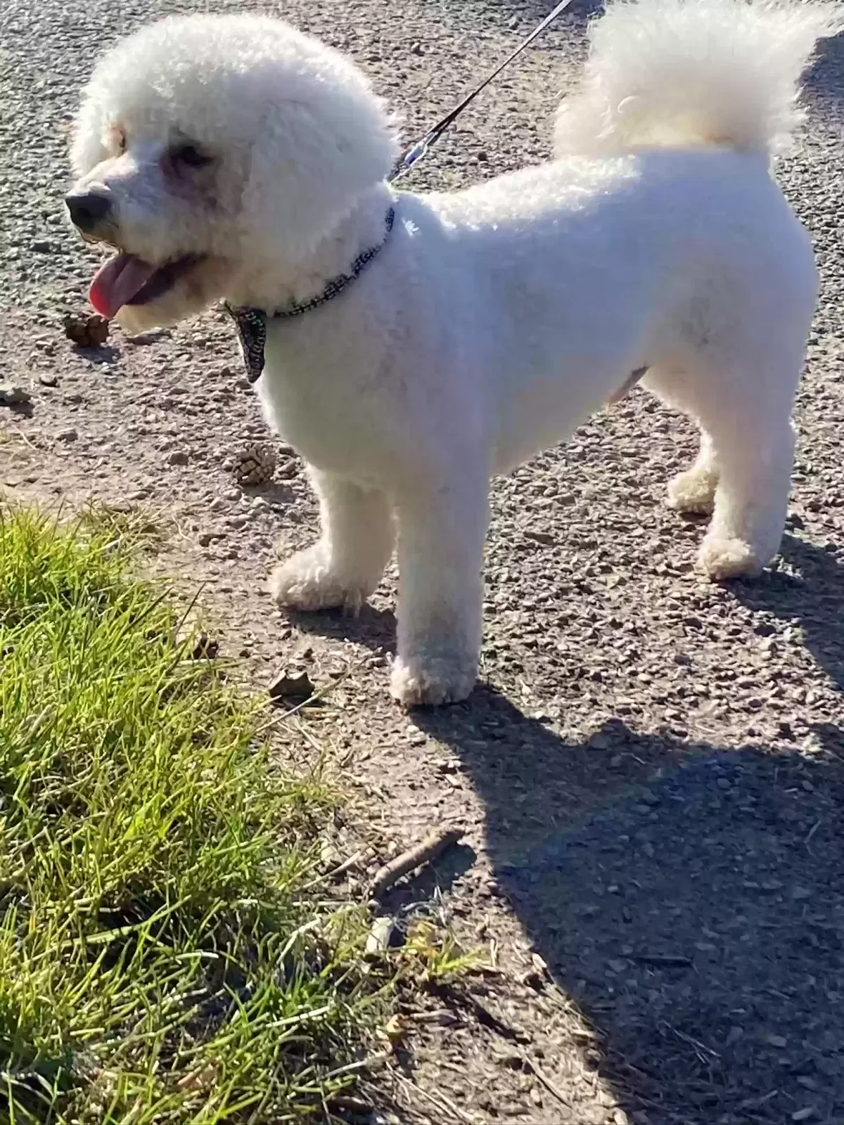 Harry, Bichon Dog for adoption in Durham, England