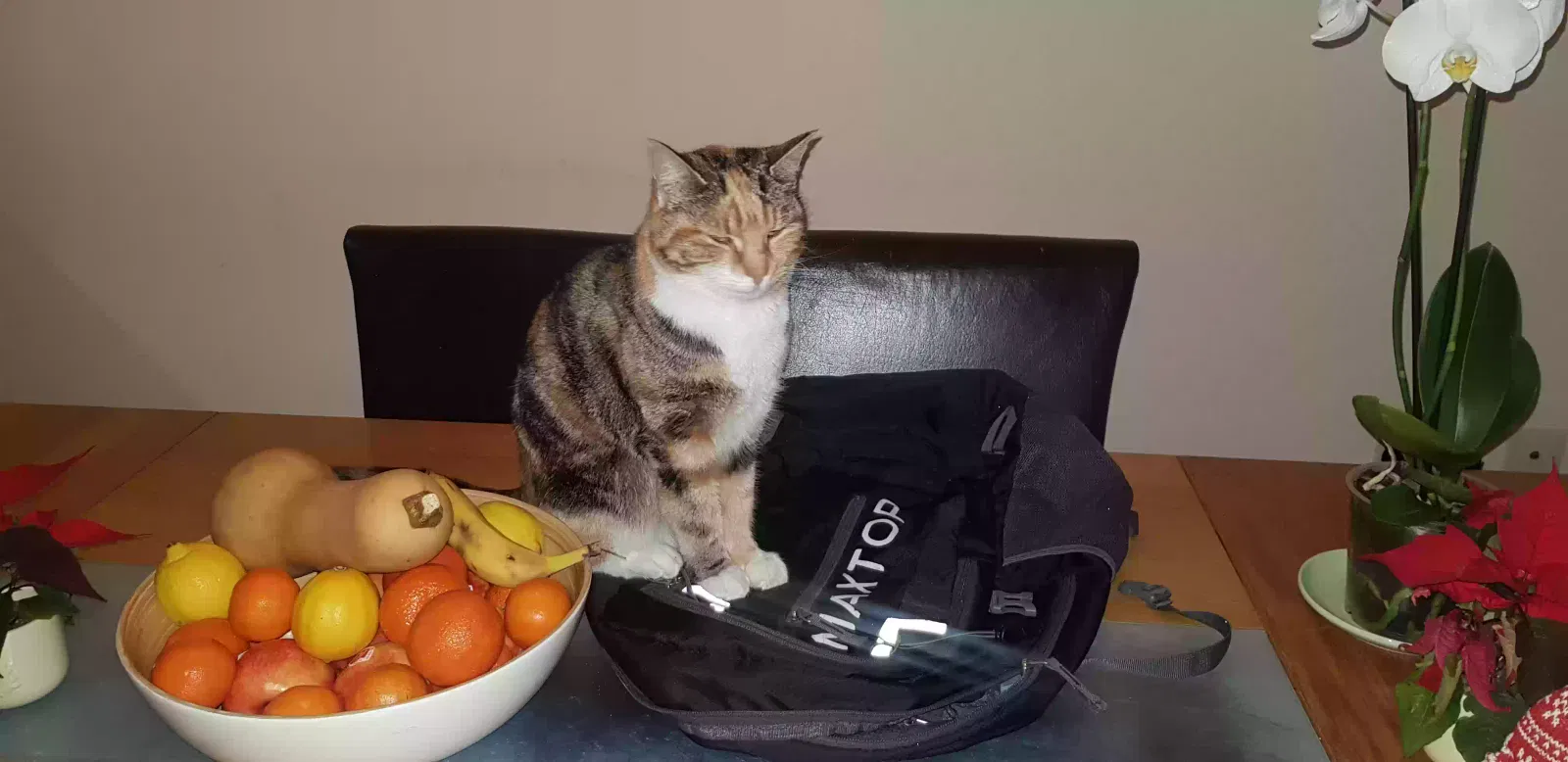 unknown, common Cat for adoption in Cambridge, England