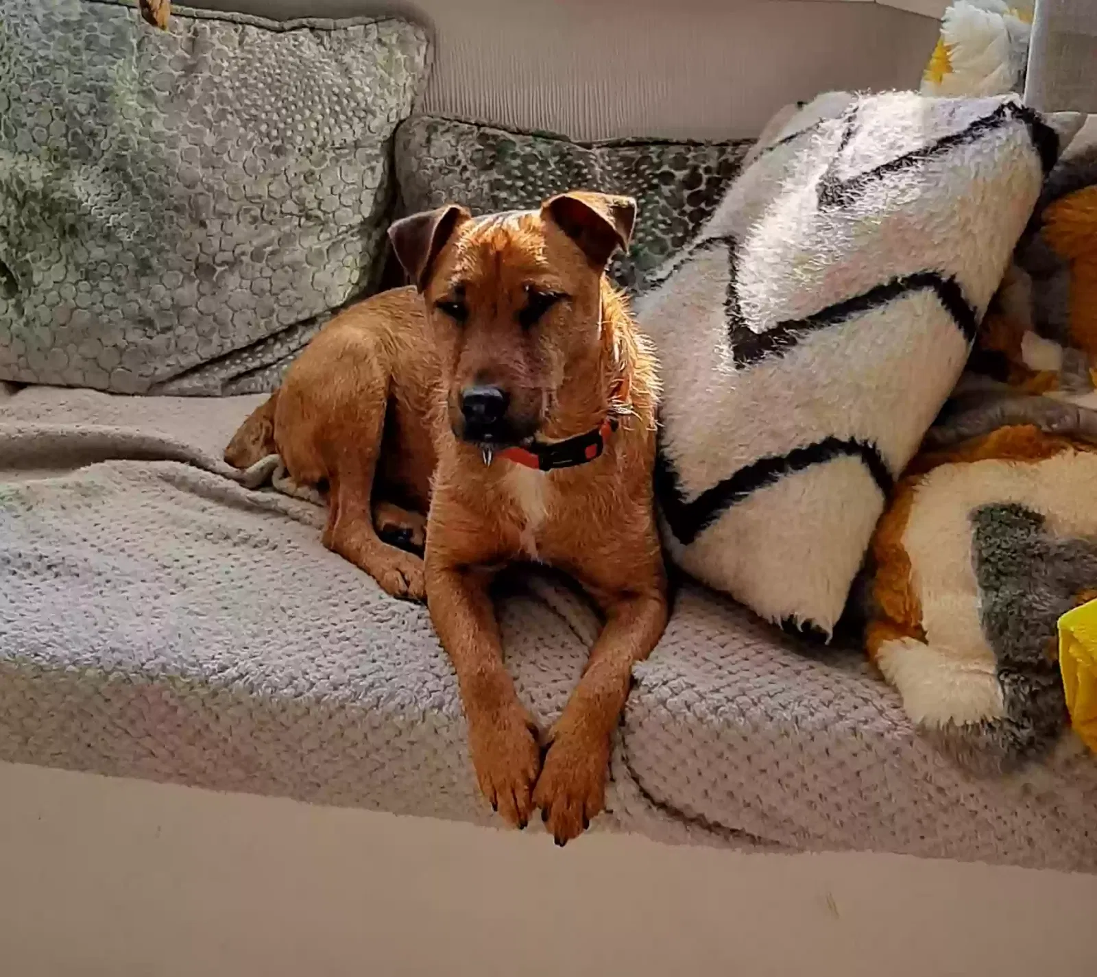 Beau, Patterdale Dog for adoption in Plymouth, England
