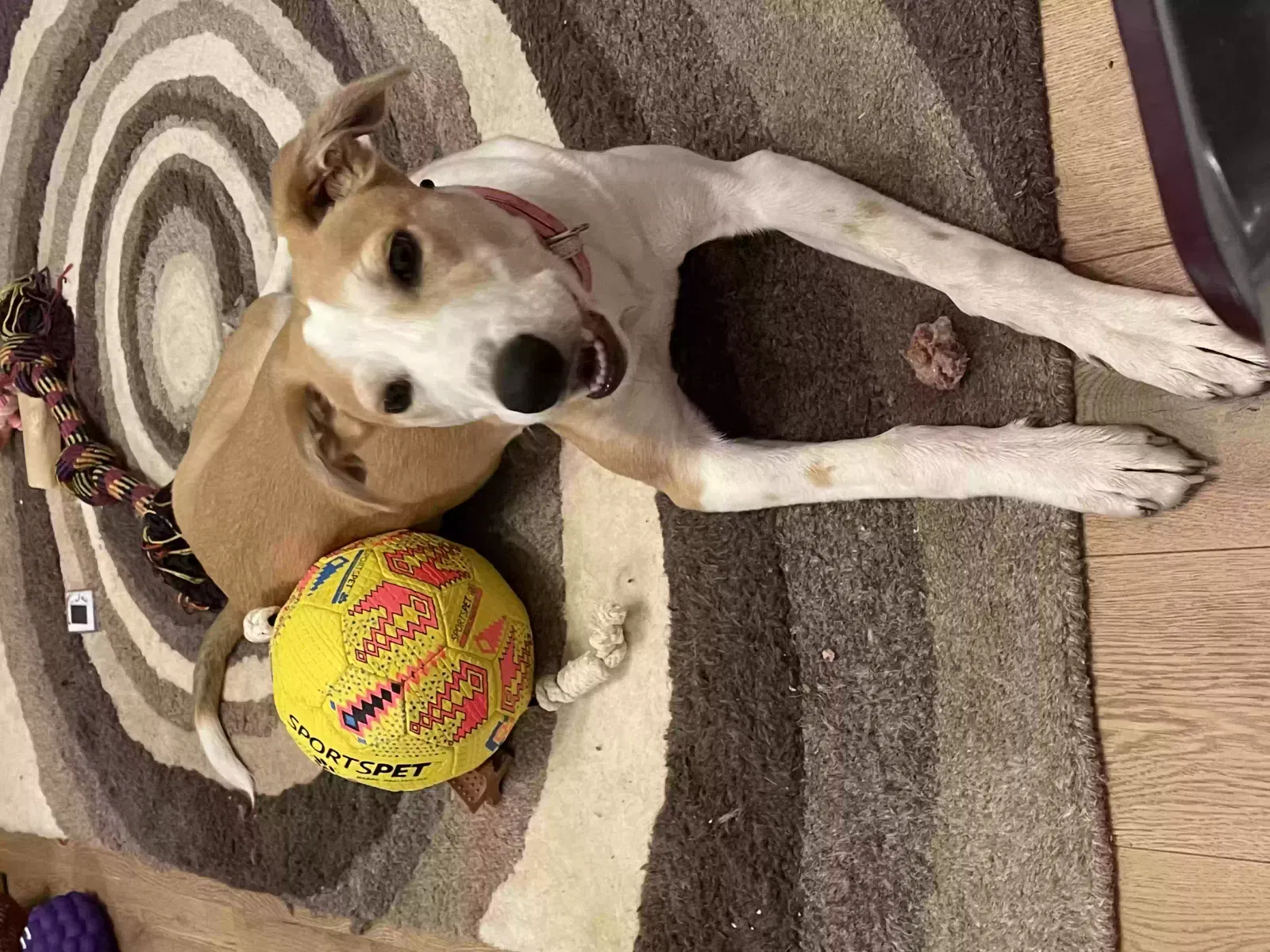 Lola, Lurcher Dog for adoption in Canterbury, England