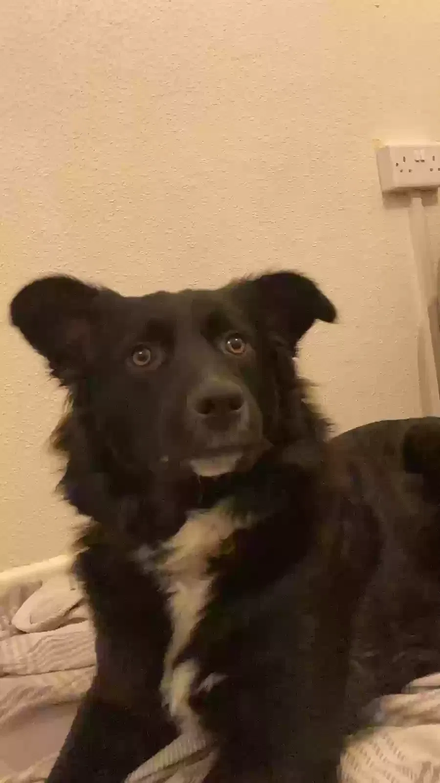 Hope, Collie x Dog for adoption in Chelmsford, England
