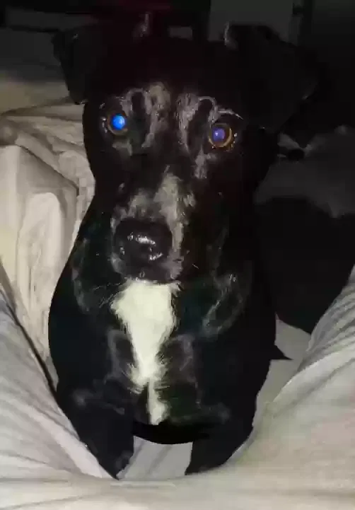 Elf, Jack Russell/Dachshund Dog for adoption in London, England