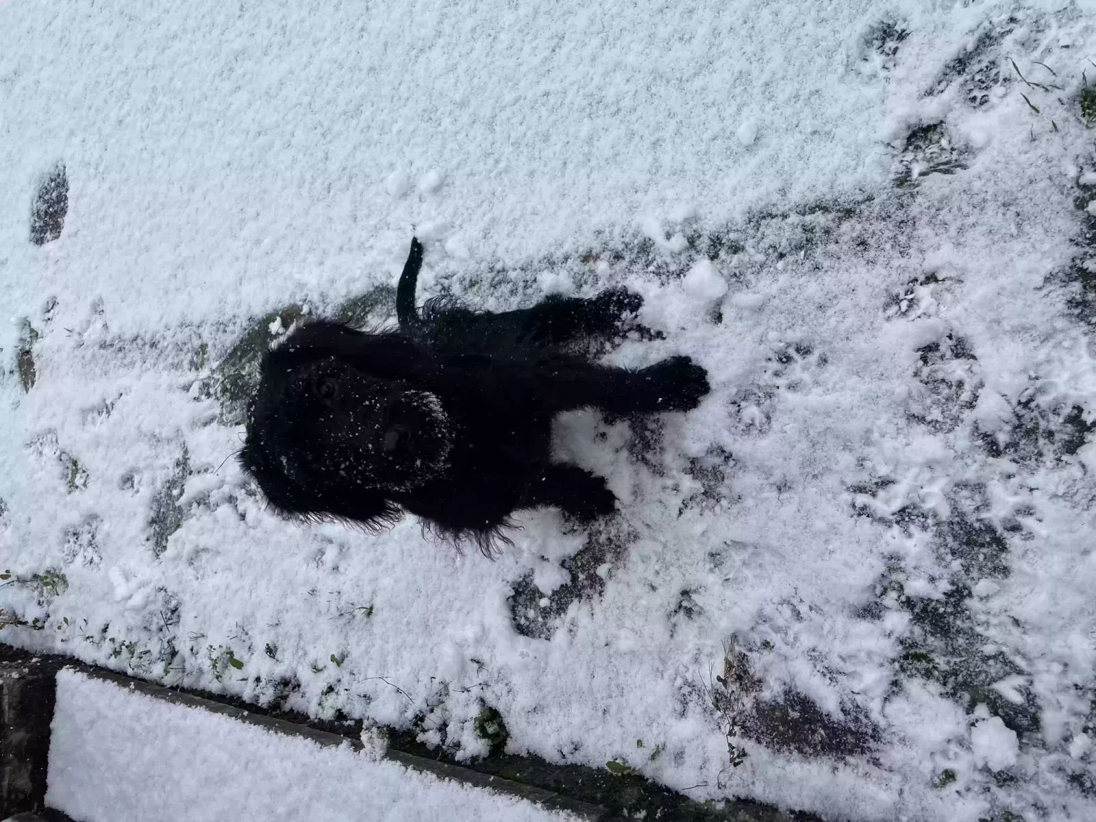 Nova, Labradoodle Dog for adoption in Lancaster, England
