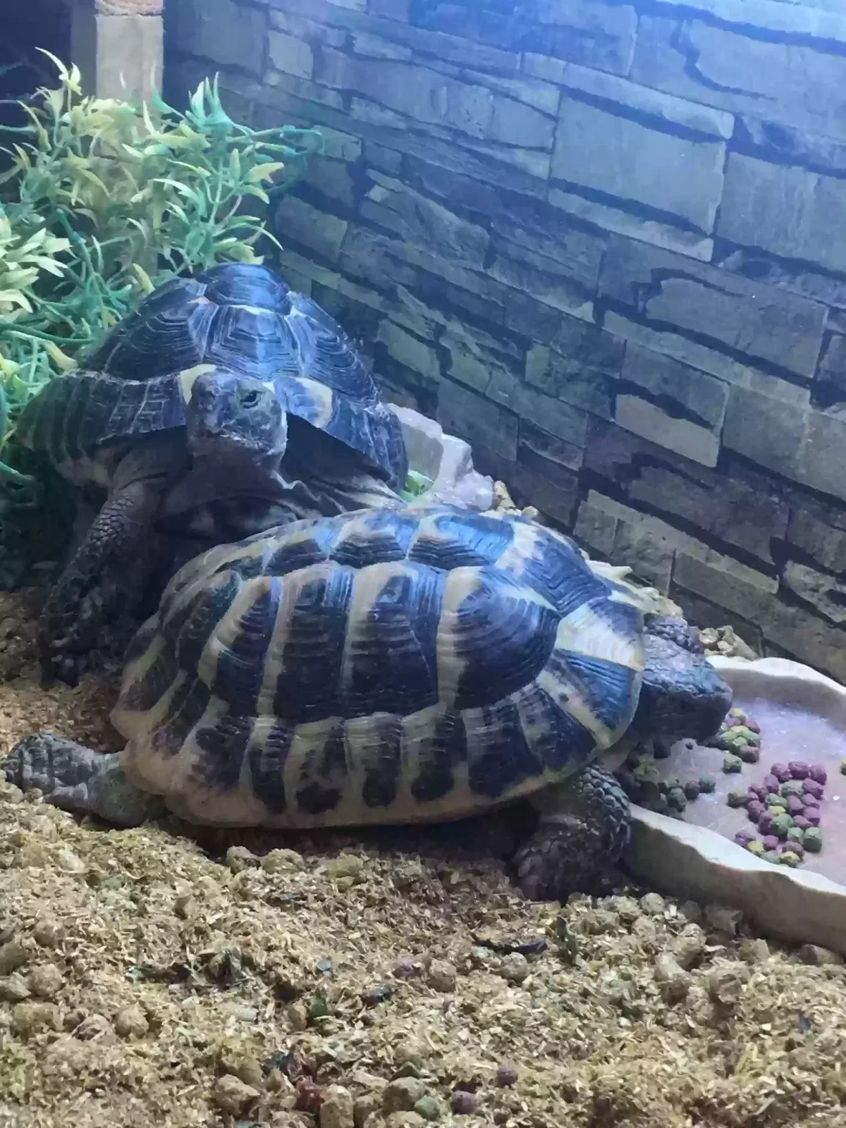 Myrtle, 2 Herman tortoises Reptile for adoption in Winchester, England