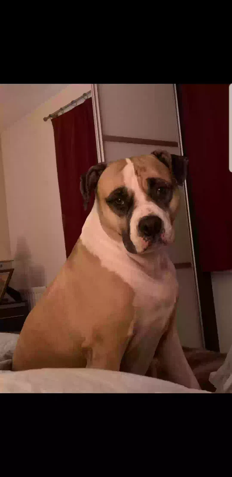 Baby, American bulldog Dog for adoption in London, England