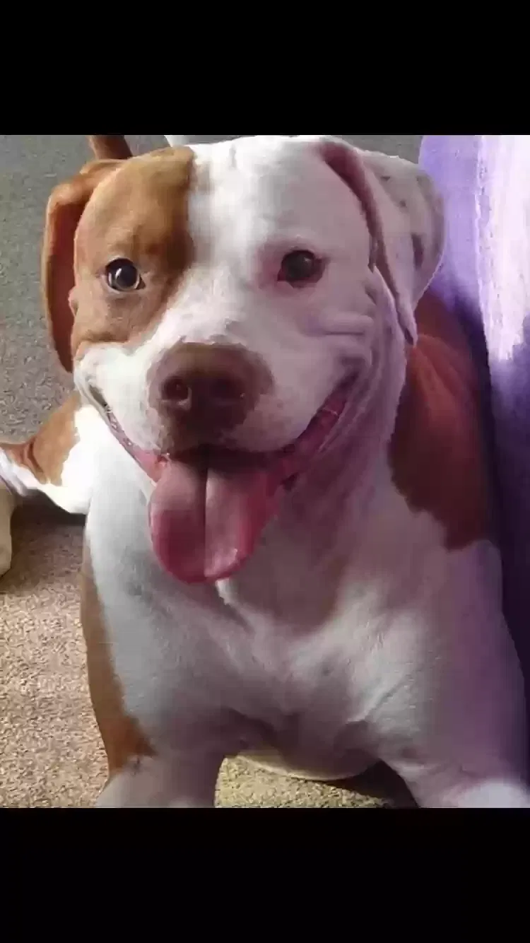 King, American Bulldog Dog for adoption in London, England