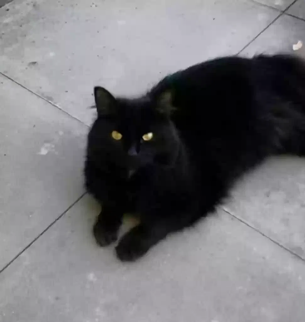 Mister, Unknown Cat for adoption in Edinburgh, Scotland